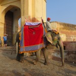 Elephant descending from Amber Fort