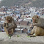 Monkeys on the temple path above Jaipur