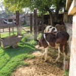Calves in the dairy farm yard at Baumendra Villas, Karauli