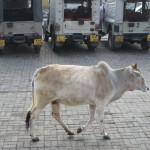 Holy cow and auto-rickshaws