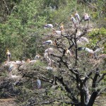 Migrating storks in a tree outside the New Palace, Kolhapur